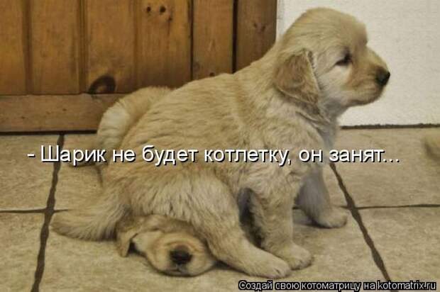 22 котоматрицы