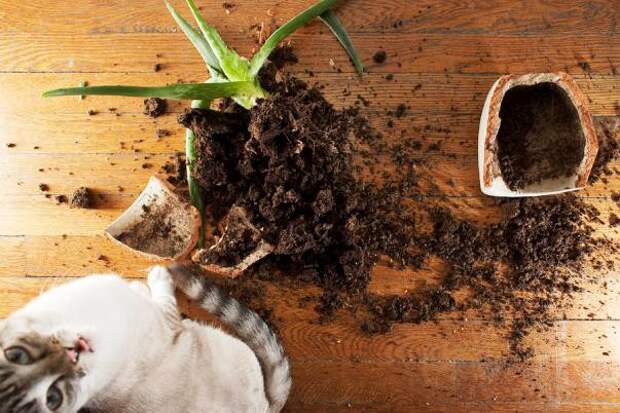 Котострофа коты, один дома