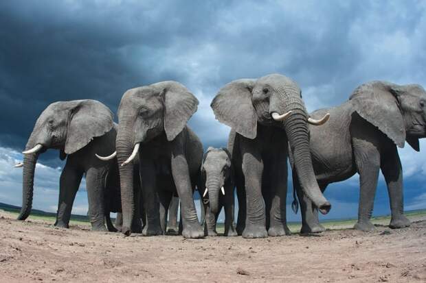 Слонихи объединяются в группы, чтобы заботиться о потомстве: мамы, сестры, дочери и даже бабушки поддерживают и помогают друг другу