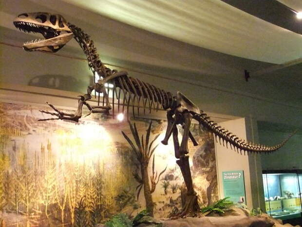 Джорджу Вашингтону не довелось увидеть своими глазами первого ископаемого динозавра. /Фото: upload.wikimedia.org