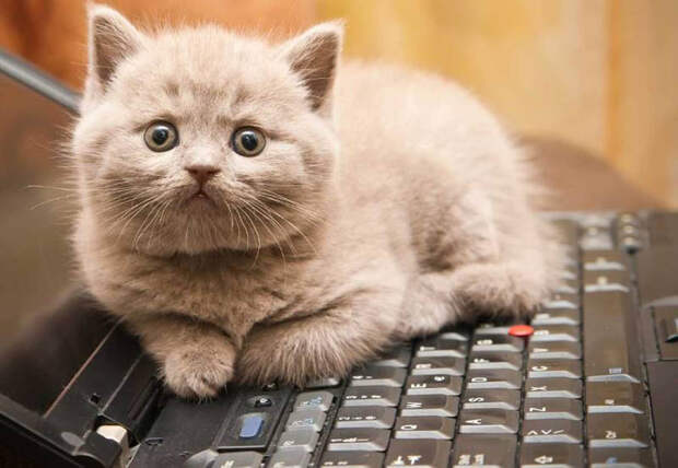 Опять кот сидит на клавиатуре, почему кошки любят клавиатуру
