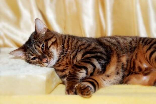Тойгер – кошки, похожие на тигров   Порода, животные, кошки, редкие