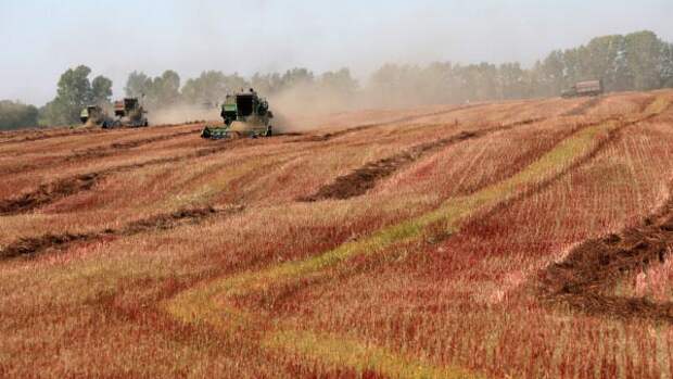 Эксперты вновь предрекают дефицит гречки и рост цены на нее