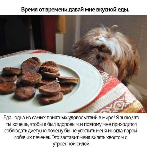 Берегите своих питомцев животные, люди, отношение, собаки