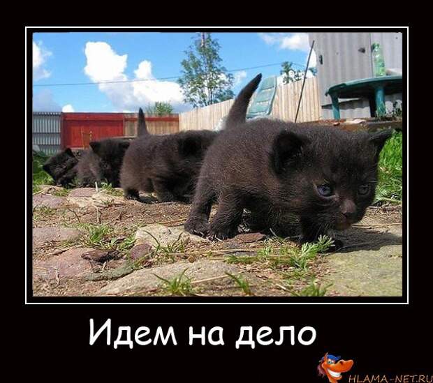 Любителям пушистых и нахальным Любителям пушистых и нахальным демотиваторы, коты, прикол, юмор