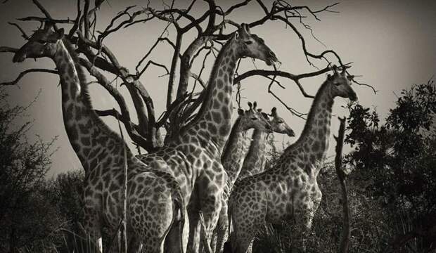 Дикая Африка Алекса Бернаскони африка, животные
