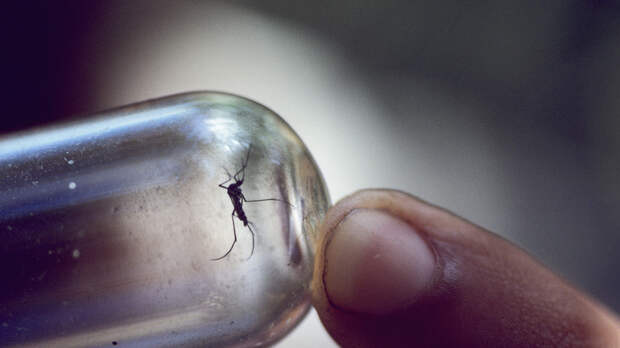Специалист Марьинский назвал фумигаторы лучшим способом защититься от комаров
