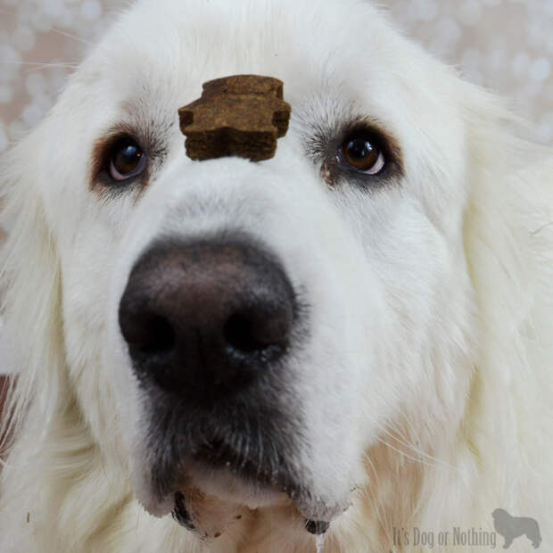 With the holiday season upon us, we're celebrating with the adorable Holiday Keepsake Tins from One Dog Organic Bakery.