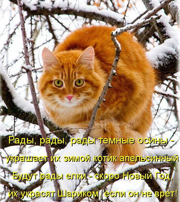 Лучшие котоматрицы недели (50 фото)