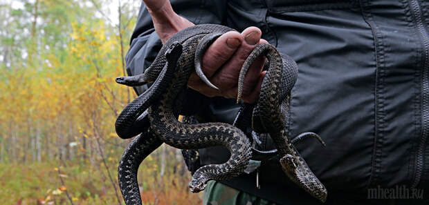 Как поймать гадюку руками: МН отправляется в гости к змеям