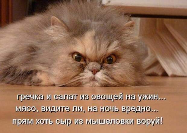 Кошачий фотопост! Кошачий фотопост! коты, юмор