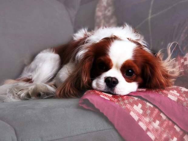 1356631577_funny_animals_02051_016 (700x524, 59Kb)