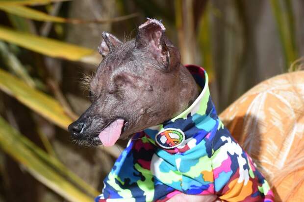 Хрупкая собачка пережила рак кожи, но не сдалась недугу болезни животных, истории спасения, история спасения, помощь животным, собака, собаки