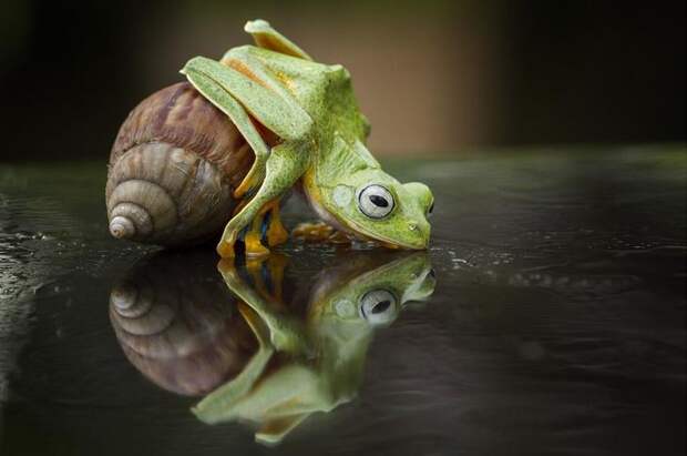 Mandatory Credit: Photo by Hendy Mp/Solent News/REX Shutterstock (4333707h) The frog clims on top of the snail Frog Takes a Ride on a Snail, Sambas, Indonesia - 26 Dec 2014 A tiny frog and snail make an unlikely pair of friends as they playfully fool around together. The bright green frog looks like it's giving the snail a quick kiss before it starts climbing onto its shell. But the little snail doesn't seem to mind as its new friend explores his shell for 10 minutes - and even sits on top for a while. The unusual antics were caught on camera by photographer Hendy Mp in the woods near his home in Sambas, Indonesia.