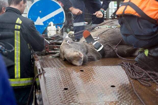 В Москве из пруда вытащили заблудившегося лося