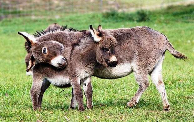 15 очаровательных карликовых осликов, в которых невозможно не влюбитьс миниослики, симпатяги, фото