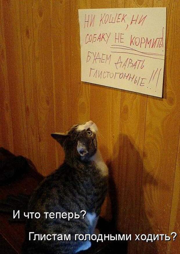 животные