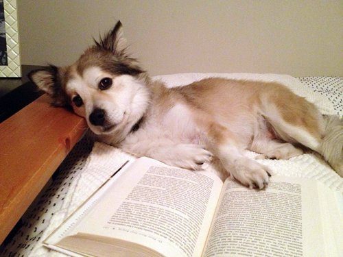 Питомцы, которые мешают читать