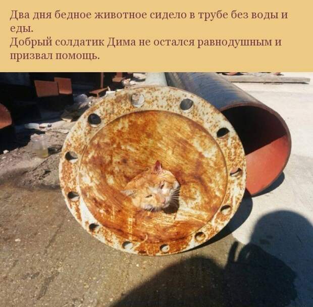 Спасение одной котейки Спасение одной котейки кот, спасение