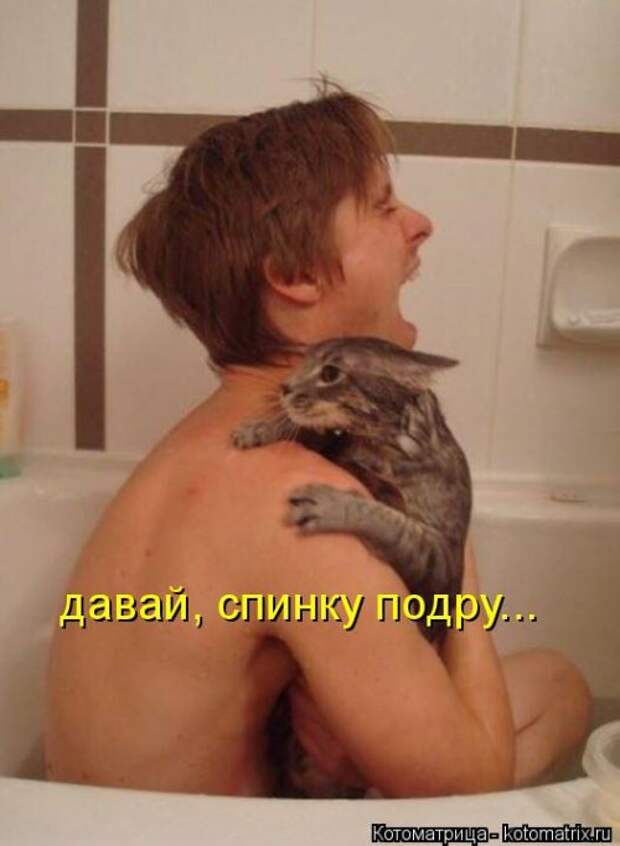 Еженедельная котоматрица (33 фото)