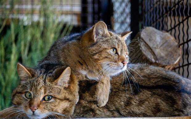В ивановском зоопарке поселились европейские лесные коты