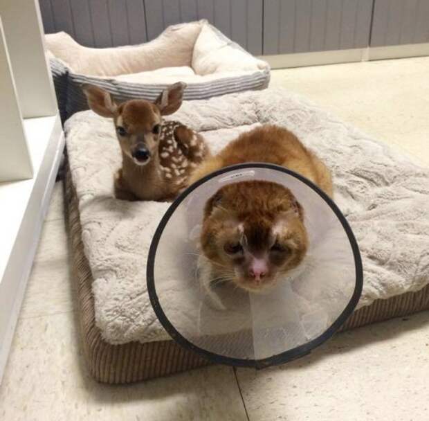 Рассел — кот, который заботится о других