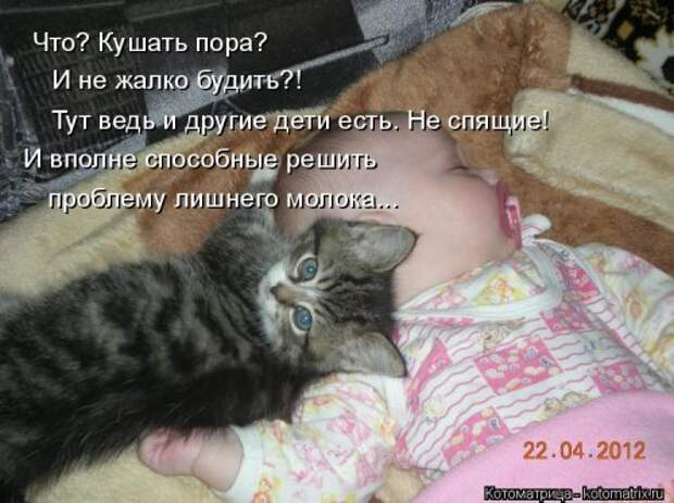 Свежая котоматрица для хорошего настроения (31 фото)
