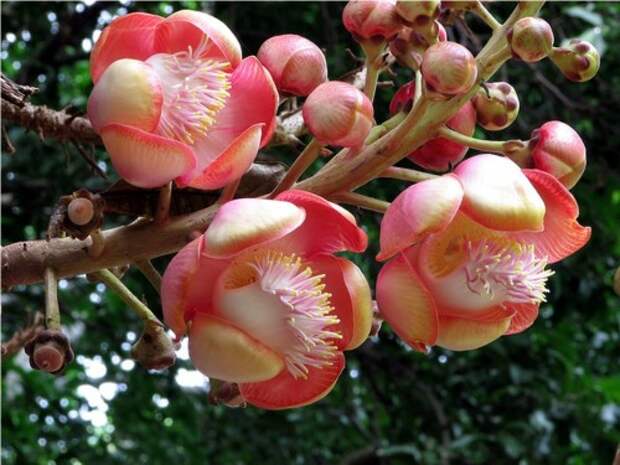 Курупита гвианская или «дерево пушечных ядер» (лат. Couroupita guianensis) (англ. Cannonball Tree)