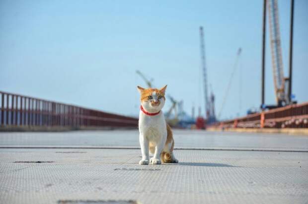 Кот Мостик Крымский мост, кот Мостик, фоторепортаж