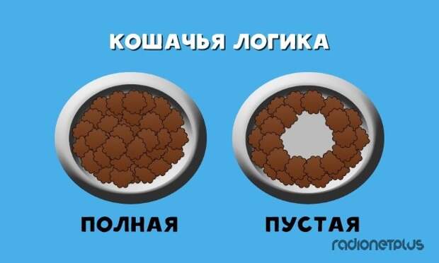 У кота свой взгляд на еду У кота свой взгляд на еду