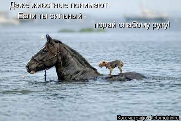 Котяры на приколе и их шаловливые друзья (35 фото)
