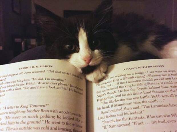 Питомцы, которые мешают читать