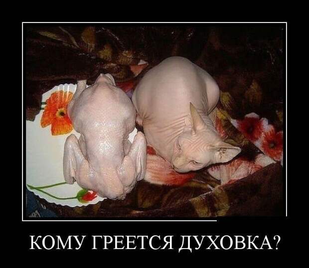 Демотиваторы, этакие для улыбки Демотиваторы, этакие для улыбки
