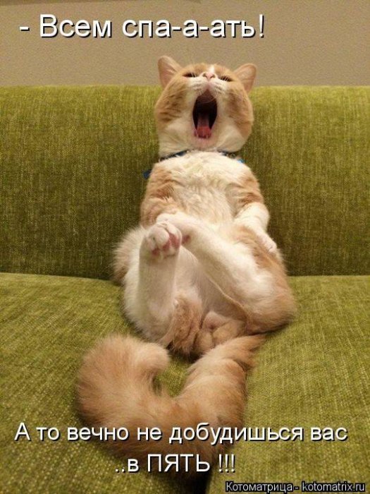 Лучшие котоматрицы - прикольные картинки