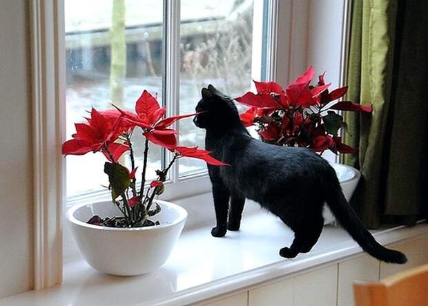 Коты, смотрящие в окно коты, окно, фотографии