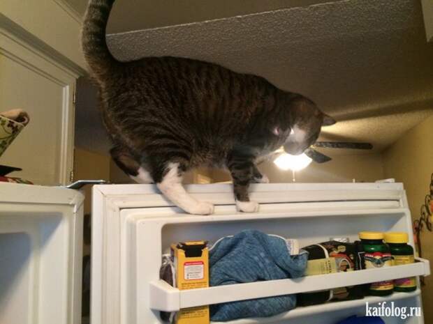 Смешные котики (55 фото)