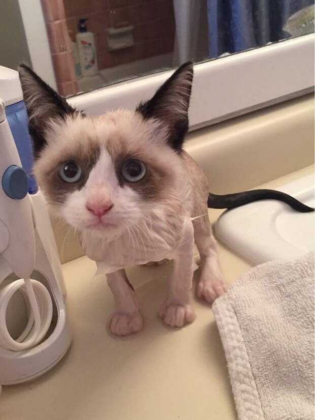 Смешные и забавные кошки