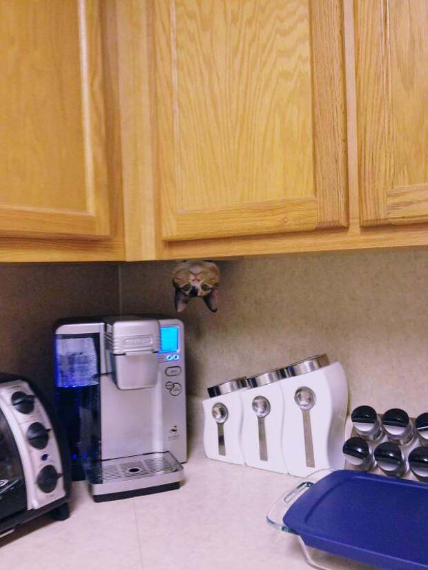 ninja-cat-hiding-funny-9__605-2