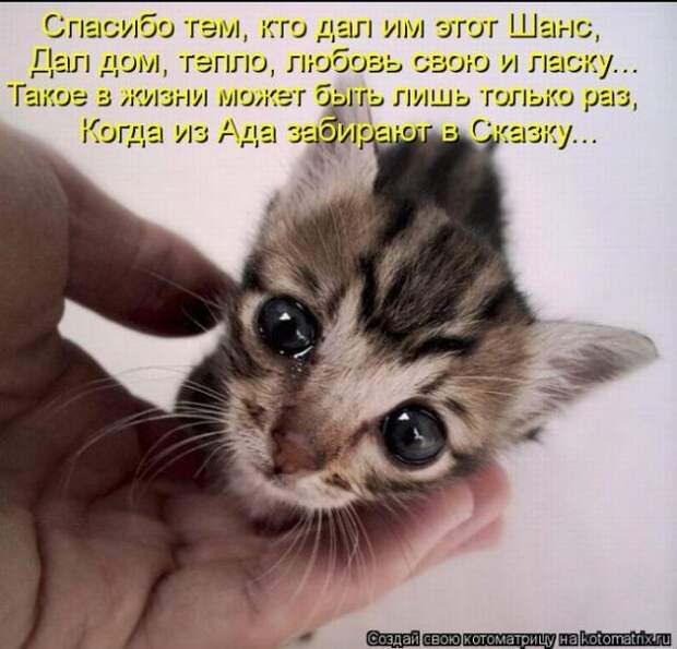 котоматрицы (50 фото) котоматрицы (50 фото)