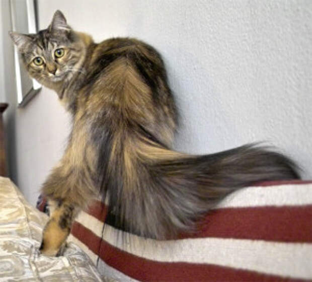 На хвосте каждой кошки. Кошка с пушистым хвостом. Кошка с длинным пушистым хвостом. Коты с пушистыми хвостами. Кошка с шикарным хвостом.