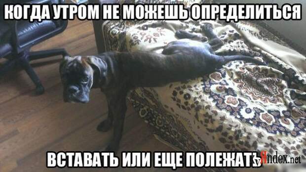 Боксёры такие боксёры боксер, еда, животные, собаки
