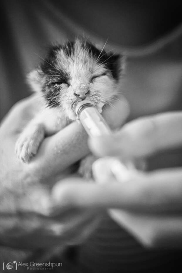 25 маленьких котят, которые согреют ваше сердце!