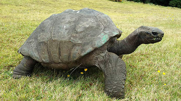 182-летняя черепаха по имени Джонатан повидала все
