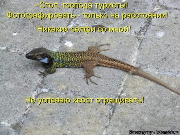 Котоматрицы, животные приколы.