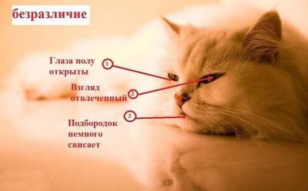 Как узнать, врет Вам кошка или нет? Как узнать, врет Вам кошка или нет? вранье, животные, кошка