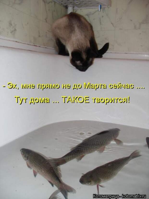Новая котоматрица (30 фото)