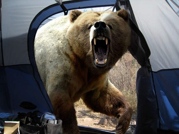 Нападение медведя, 8 августа 1996 года, Россия последние, фото