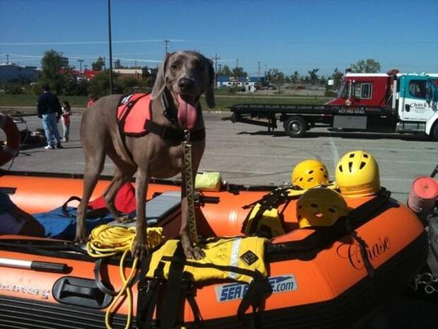 Лили-собака-спасатель героизм, животные