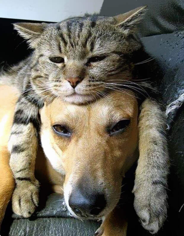 кошка вместо шапки 
