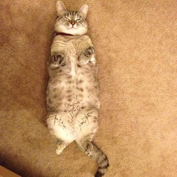 nala cat, кошка Нала, самая популярная кошка инстаграма 